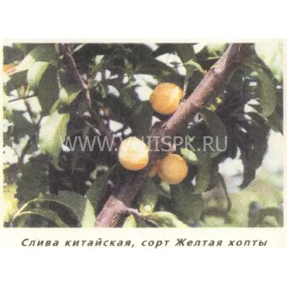 Желтая Хопты