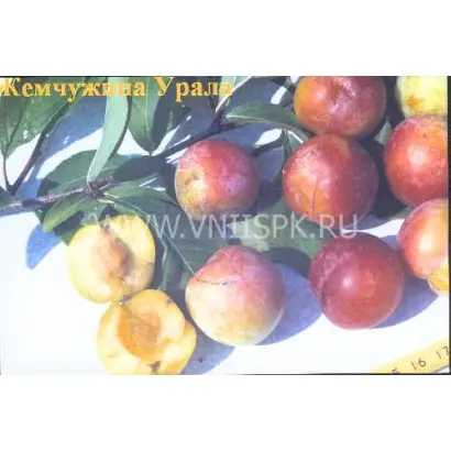 Жемчужина Урала