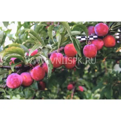 Краса Орловщины