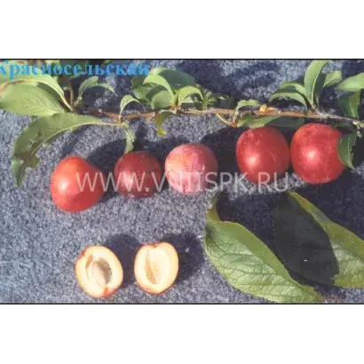 Красносельская