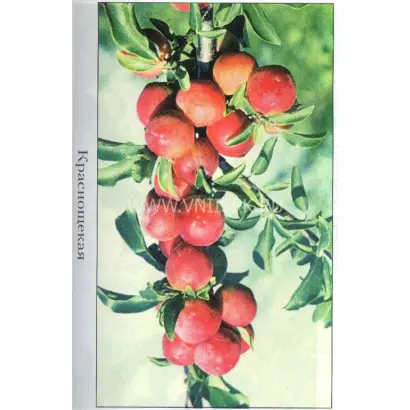 Краснощекая