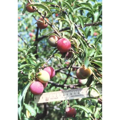 Красный шар