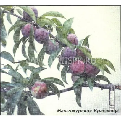 Маньчжурская красавица