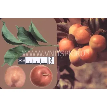 Находка Бурятии