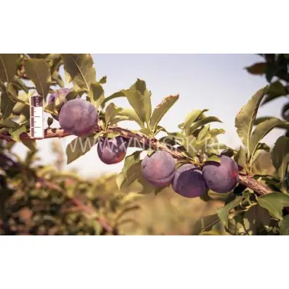 Памяти Путова