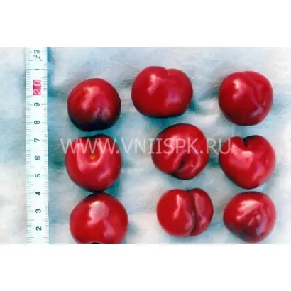 Пирамидальная