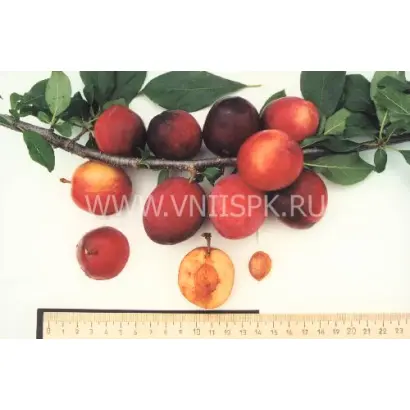 Подарок Приморью