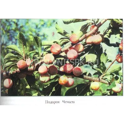 Подарок Чемала