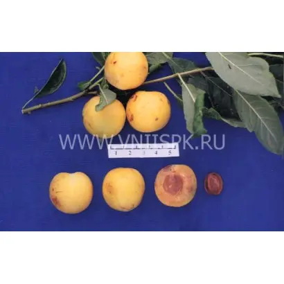 Рассвет ранний