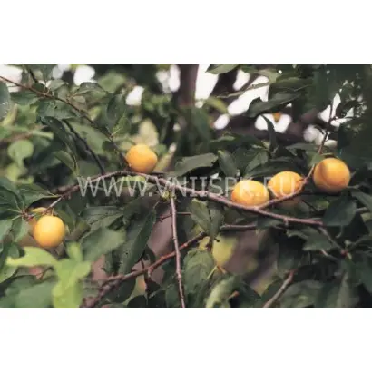 Светлана Приморская