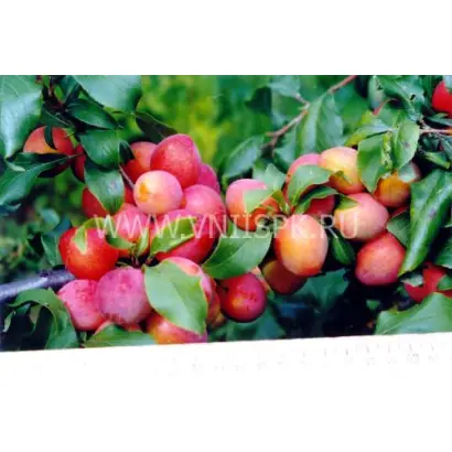 Содружество