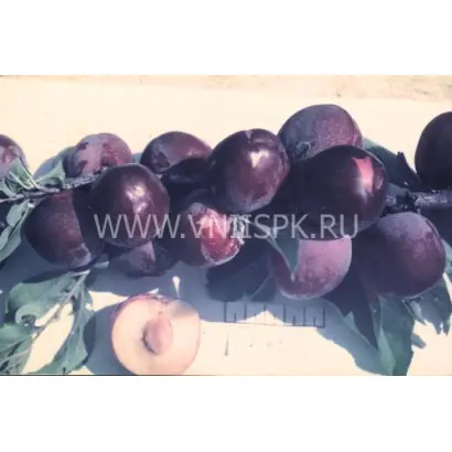 Сувенир Востока