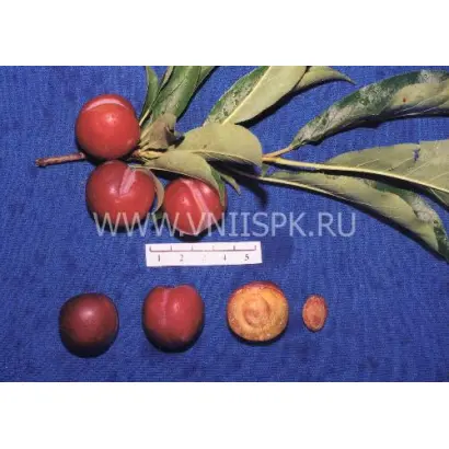 Тихоокеанская