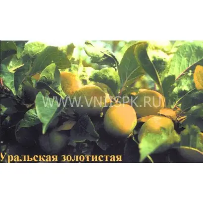 Уральская золотистая