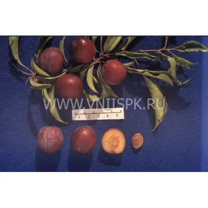 Урожайная дальневосточная