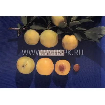 Хабаровская желтая