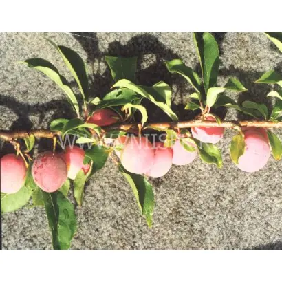 Хабаровская ранняя