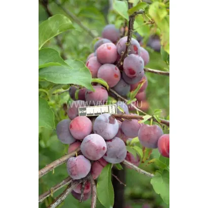 Чемальская