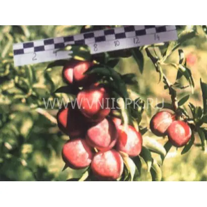 Чемальская вкусная