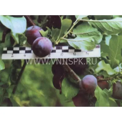 Чемальская синяя