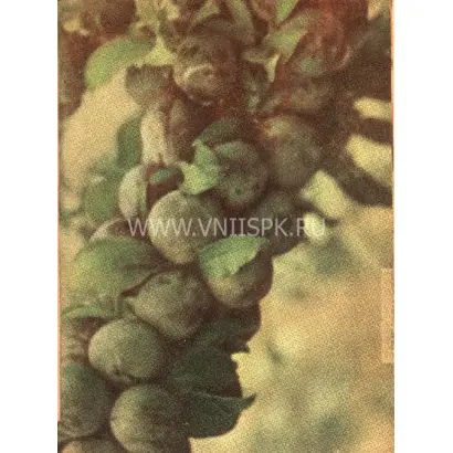 Чернослив Маньчжурский