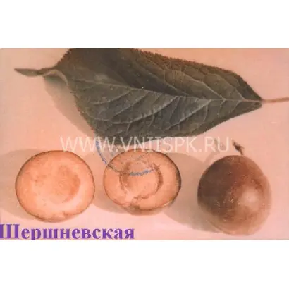 Шершневская