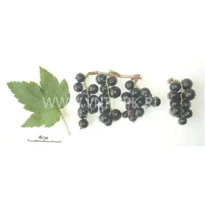 Алтайская поздняя