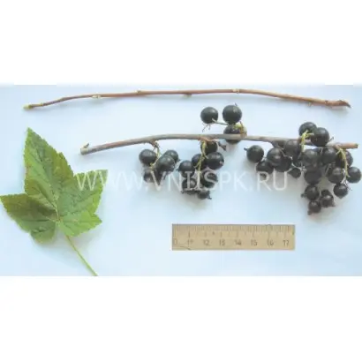 Амурский консервный