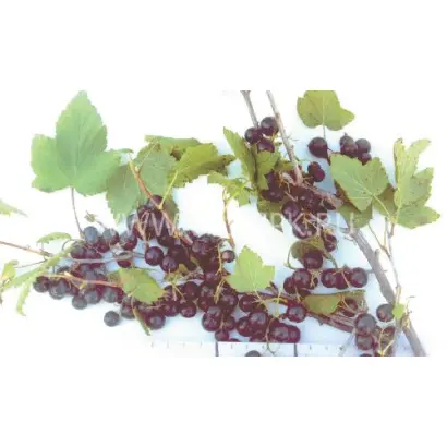 Аргазинская