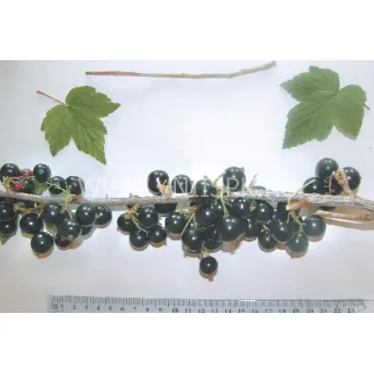 Баррикадная