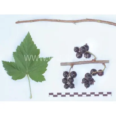 Белорусочка