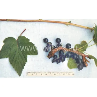 Бинар (Памяти Павловой)