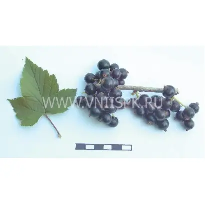 Бирюлёвская