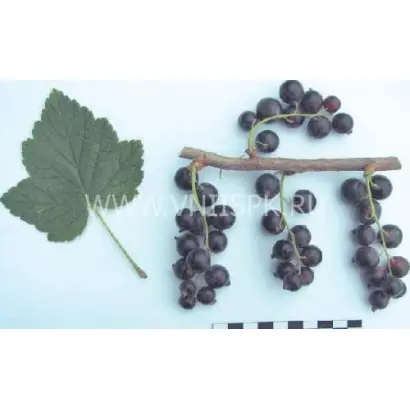 Бурая дальневосточная (Бурая Фаворской)