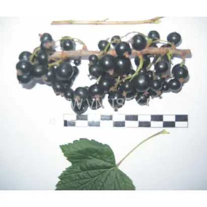 Бычковская