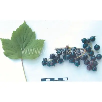 Верность (Былинная)