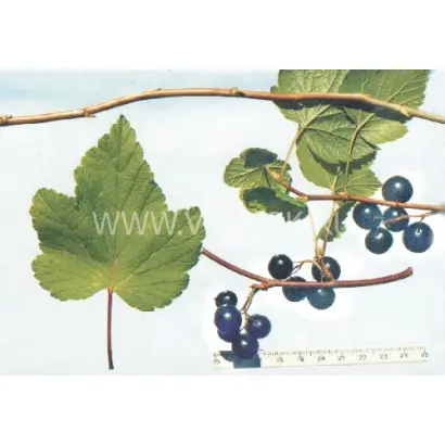 Володинка (Осенняя радость)