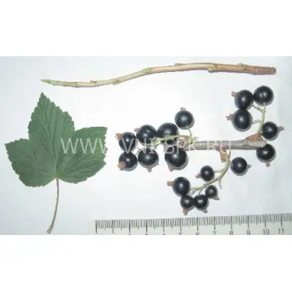 Воспоминание