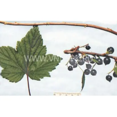 Выставочная