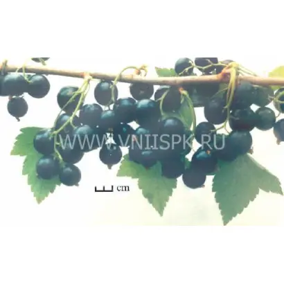 Дар Смольяниновой