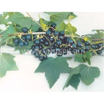 Дашковская