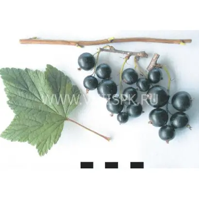 Дегтярёвская