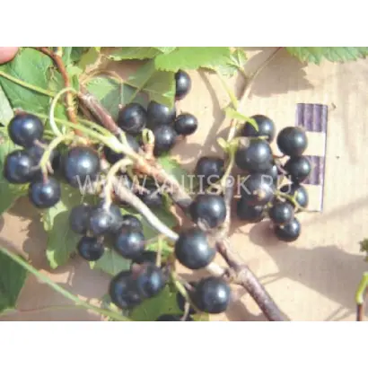 Детскосельская