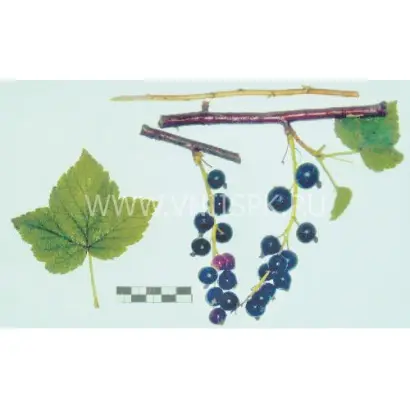 Длиннокистная