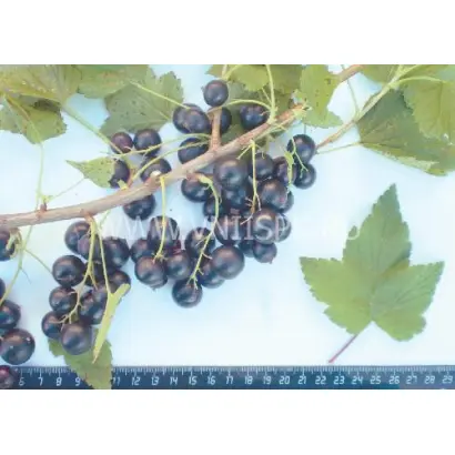 Добрый джинн