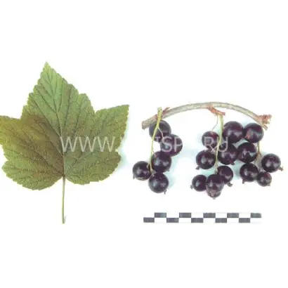 Дочь дружной