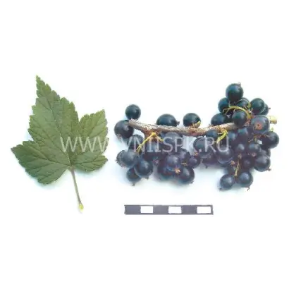 Дубровская