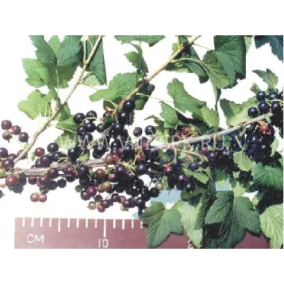 Забайкалочка