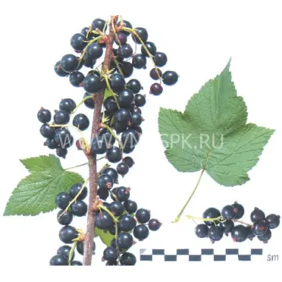 Загляденье