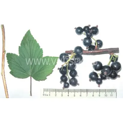 Зелёная дымка